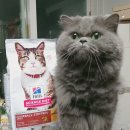 코코&꿀돼지 이미지