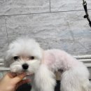 오구오구살롱 이미지