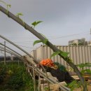 연옥농장 이미지