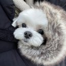 딜라잇펫 이미지