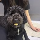 위더스동물병원 | 강아지 슬개골 탈구 수술 | 1. 슬개골 수술 결정 및 병원 선택