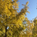 주차11 | 괴산 문광저수지 | 단풍개화상황, 주말 주차, 혼잡도 후기(11월 1일 기준)