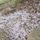 안양천 산책로 이미지