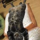 식빵굽냥 이미지