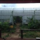 구로-현장-구로-974 | 제주 남쪽 여행ㅣ 쇠소깍, 큰엉, 코리아 커피농장