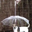 개팔자 상팔자 이미지