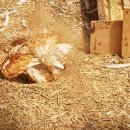 자연같이 팜 이미지