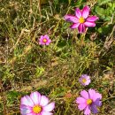 교연로1 이미지