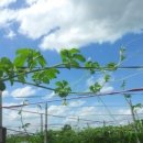 향촌농장 이미지