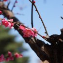 만첩홍매실 Prunus mume f. alphandii (Carrière) Rehder 품종 이미지
