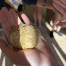 코끼리 환경 | 치앙마이 코끼리 투어 후기｜NOL인터파크 예약 + 투어 일정 총정리 (커쳐코끼리 에코공원투어)