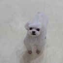 강남애니펫샵 이미지