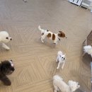 퍼피루시드 이미지