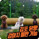 연실민박 | 김포 닭향, 강아지동반 가능! 애견 모임도 좋고 외식도 좋지만...