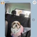 movepet 이미지