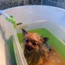 그루머공간 이미지