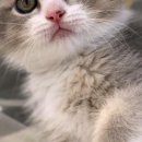 라온캣 대구고양이분양 낭만펫 강아지분양 대구점 이미지