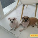 페토브 동물병원 이미지