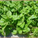 농사 달력/ 파종시기,작물별 파종,수확시기,연작피해,혼작,윤작 이미지