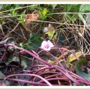 춘원농장 이미지