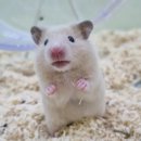 체리쉬펫 이미지