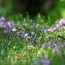 모둘자리 이미지