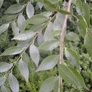 느릅나무집 이미지