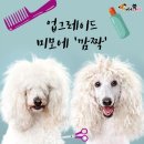 깜짝 이미지