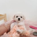 마마스미독 강아지분양 부산덕천점 | 부산강아지분양 우리집 사랑스런 막둥이 분양후기:)