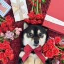 놀러오개 애견유치원 애견호텔(화성 병점진안점) 이미지