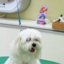 베베펫 천안 애견미용 이미지