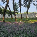 카페송림 이미지