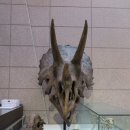 조세박물관 1층 회의실, 로비, 전시실 복도 | [대전] 한국지질자원연구원 <지질박물관>