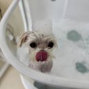 몽실몽실살롱 이미지