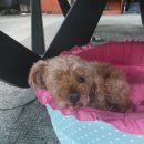 k-3 당구장 이미지