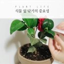미세잎