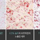 셀비아 이미지