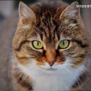 청려원동물병원 이미지