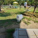 샴프네집 이미지