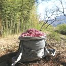 이야기,꽃 이미지