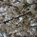 삼척 봉황산 벚꽃 이미지