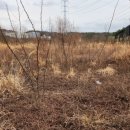 장안읍반룡리-80 이미지