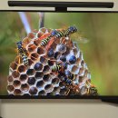 스마일PC(인-429) | [내돈내산]삼성 32인치 QHD 모니터 핫딜 구매 후기(LS32FG500), 초기불량 AS 처리 중