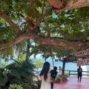 사군자와 예쁜 꽃그림(저녁) | [보홀여행] 보홀 나팔링 투어 후기 :: 보홀 시크릿 나팔링 투어 _ 보홀션