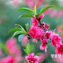 성경에 등장하는 가장 기이한 음식 10가지 이미지