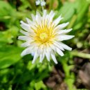 흰 민들레 꽃 이미지