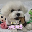 사랑애견 | 인천 부평 하이슈슈 애견미용 후기 찐빵이 사랑해