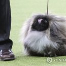 Dog Show 이미지