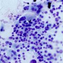 아이윌24시동물병원 이미지