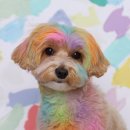 플러피 스튜디오 이미지